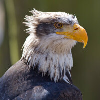 Feder vom Weißkopfseeadler - Stoßfeder - 00498