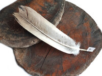 Feder vom Weißkopfseeadler - Stoßfeder - 00498