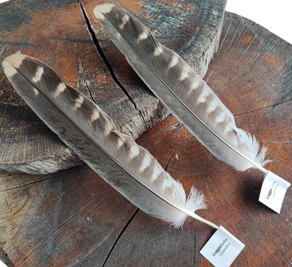 Federset vom Luggerfalken - Stoßfeder 00519-2