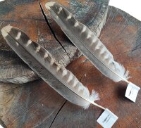 Federset vom Luggerfalken - Stoßfeder 00519-2