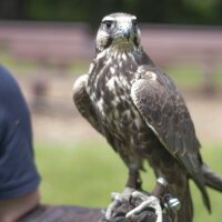 Federset vom Luggerfalken - Stoßfeder 00519-2