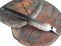 Feder vom Schwarzmilan - Schwungfeder - 00507