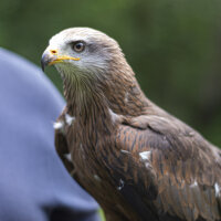 Schwarzmilan Schwungfeder | Vogelfeder | Nr. 00507