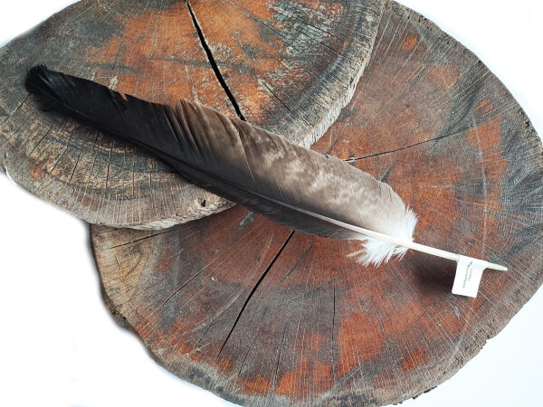 Feder vom Schwarzmilan - Schwungfeder - 00508