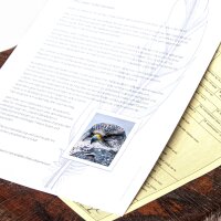 Feder vom Schwarzmilan - Schwungfeder - 00508