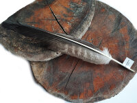 Feder vom Schwarzmilan - Schwungfeder - 00508