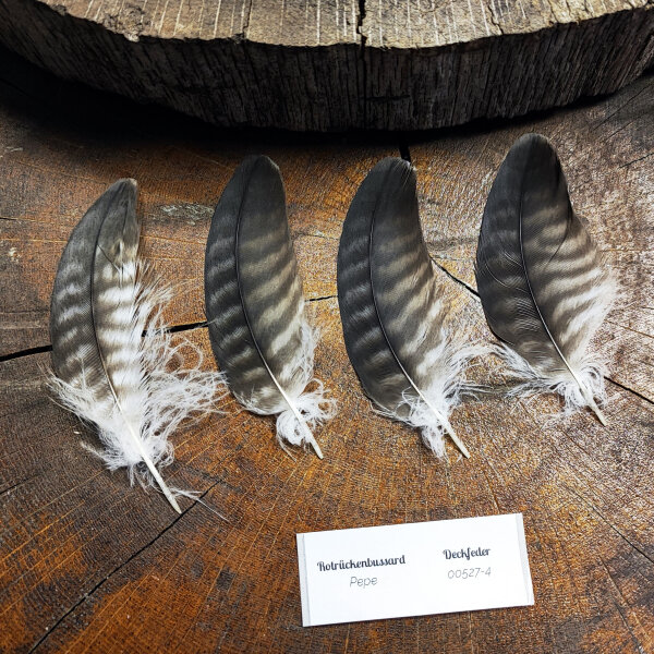 Rotrückenbussard Deckfedern (4 Stück) | Vogelfedern | Nr. 00527-4