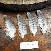 Rotrückenbussard - Deckfedern Set - 00527-4