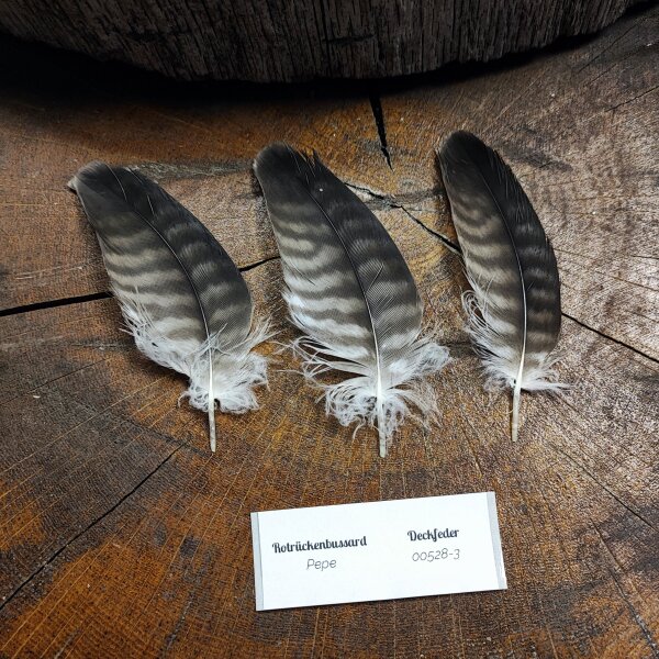 Rotrückenbussard Deckfedern (3 Stück) | Vogelfedern | Nr. 00528-3