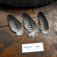 Rotrückenbussard Deckfedern (3 Stück) | Vogelfedern | Nr. 00528-3