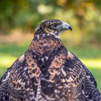 Rotrückenbussard Deckfedern (4 Stück) |...