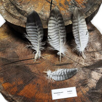 Rotrückenbussard - Deckfedern Set - 00529-4