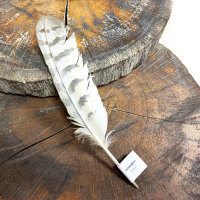 Virginia-Uhu - Schwungfeder - 00530