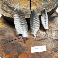 Rotrückenbussard - Deckfedern Set - 00537-3