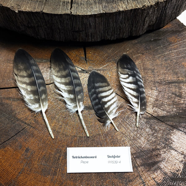 Rotrückenbussard - Deckfedern Set - 00539-4