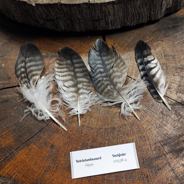 Rotrückenbussard - Deckfedern Set - 00538-4