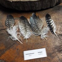 Rotrückenbussard Deckfedern (4 Stück) |...