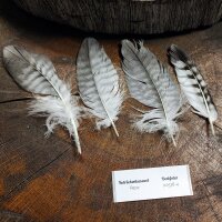 Rotrückenbussard Deckfedern (4 Stück) | Vogelfedern | Nr. 00538-4