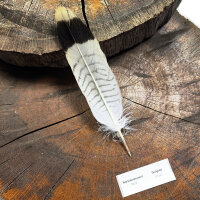 Rotrückenbussard - Schwungfeder - 00541