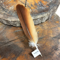 Brahminenweih Schwungfeder | Vogelfeder | Nr. 00543