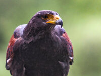 Wüstenbussard Schwungfedern (4 Stück) |...