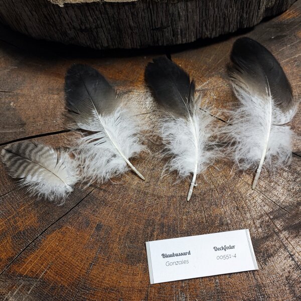 Blaubussard-Set Deckfedern - 00551-4