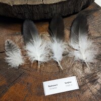 Blaubussard-Set Deckfedern - 00551-4