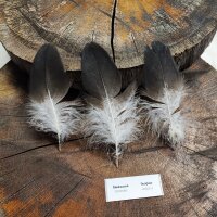 Kordillerenadler Deckfedern (3 Stück) | Vogelfedern...