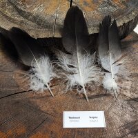 Kordillerenadler Deckfedern (3 Stück) | Vogelfedern | Nr. 00552-3