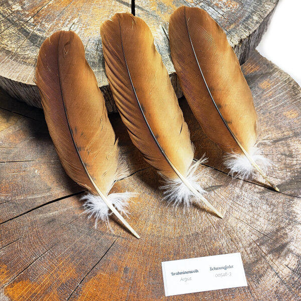 Brahminenweih - Set Schwungfeder - 00546-3