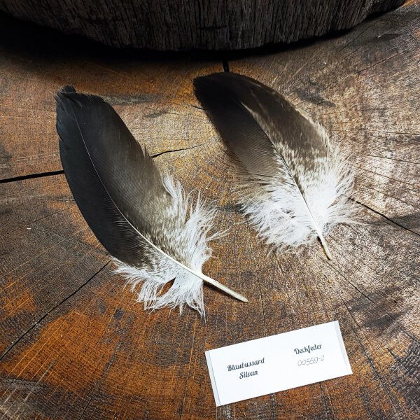 Kordillerenadler Deckfedern (2 Stück) | Vogelfedern | Nr. 00559-2