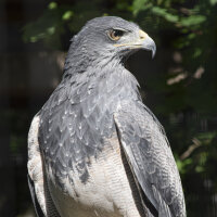 Kordillerenadler Deckfedern (2 Stück) | Vogelfedern...