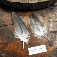 Kordillerenadler Deckfedern (2 Stück) | Vogelfedern | Nr. 00559-2
