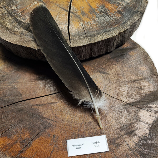 Kordillerenadler Stoßfeder | Vogelfeder | Nr. 00560