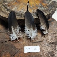 Kordillerenadler Deckfedern (3 Stück) | Vogelfedern...