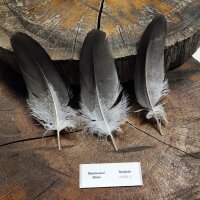Kordillerenadler Deckfedern (3 Stück) | Vogelfedern | Nr. 00561-3