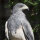 Kordillerenadler Deckfedern (3 Stück) | Vogelfedern | Nr. 00561-3