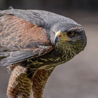 Wüstenbussard Stoßfeder | Vogelfeder | Nr. 00564