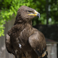 Steppenadler - Deckfedern Set - 00568-2