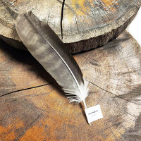 Schwarzmilan - Schwungfeder - 00570