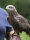 Schwarzmilan Schwungfedern (2 Stück) | Vogelfedern | Nr. 00571-2