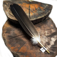 Weißkopfseeadler - Schwungfeder - 00572