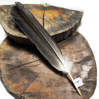 Weißkopfseeadler - Schwungfeder - 00572