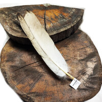 Weißkopfseeadler - Schwungfeder - 00574