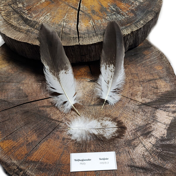 Weißkopfseeadler - Deckfedern Set - 00575-3