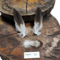 Weißkopfseeadler - Deckfedern Set - 00575-3