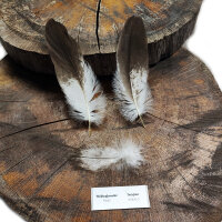 Weißkopfseeadler - Deckfedern Set - 00575-3