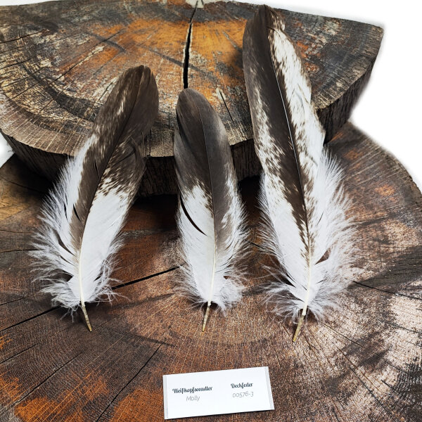 Weißkopfseeadler - Deckfedern Set - 00576-3