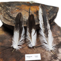 Weißkopfseeadler - Deckfedern Set - 00576-3