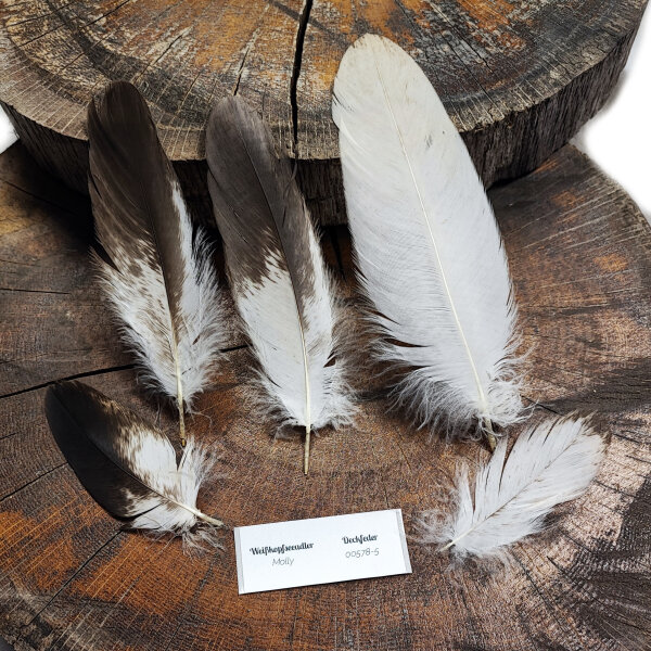 Weißkopfseeadler - Deckfedern Set - 00578-5
